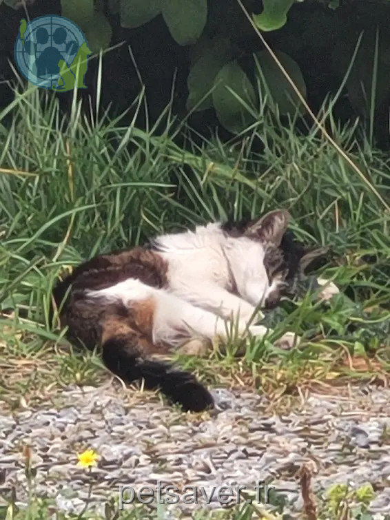 Chatte Perdue 56 Morbihan - Kiwi Chatte Perdue 56 Morbihan - Kiwi