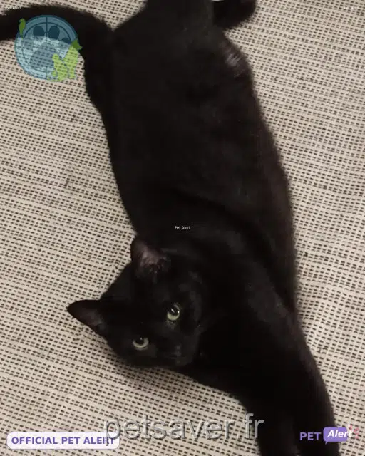 chatte lost 56190 Ambon Lenor