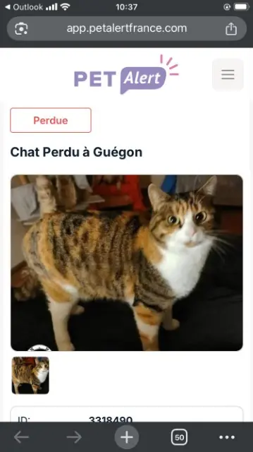 chatte lost   56120 Guégon Lolita