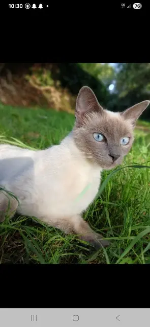 chatte lost   56400 Plougoumelen Lune