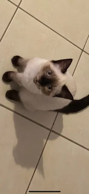 chatte lost   56270 Plœmeur Lyka