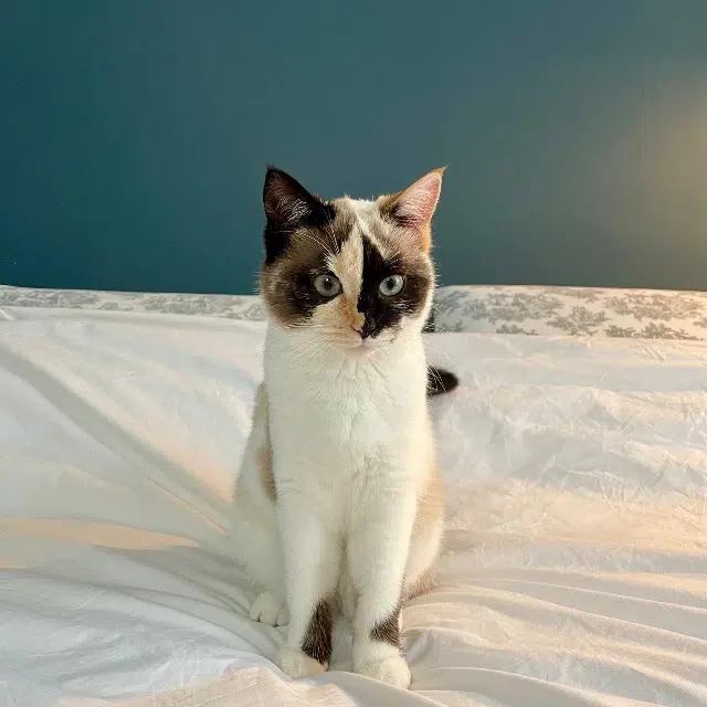 chatte lost   56100 Lorient Maggie