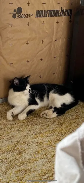 chatte lost   56480 Silfiac Marcell