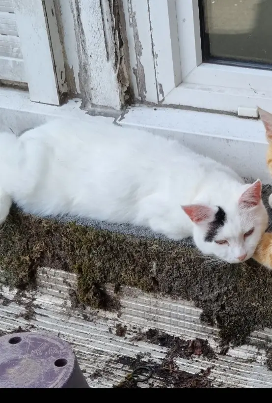 chatte lost   56670 Riantec Marly