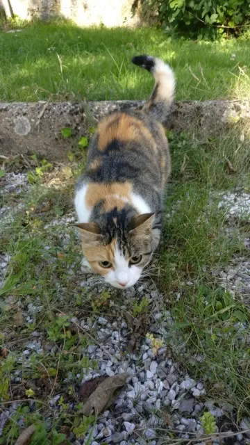chatte lost   56000 Vannes Mimi