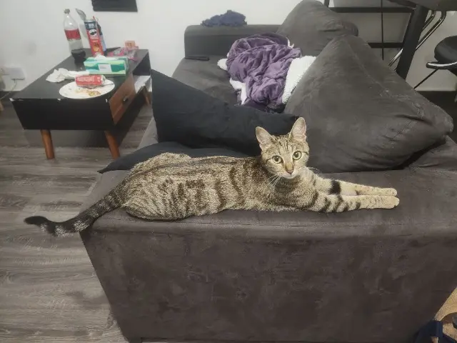 chatte lost   56100 Lorient Mimi