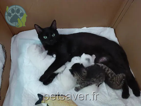 Chatte Perdue 56 Morbihan - Mimine Chatte Perdue 56 Morbihan - Mimine