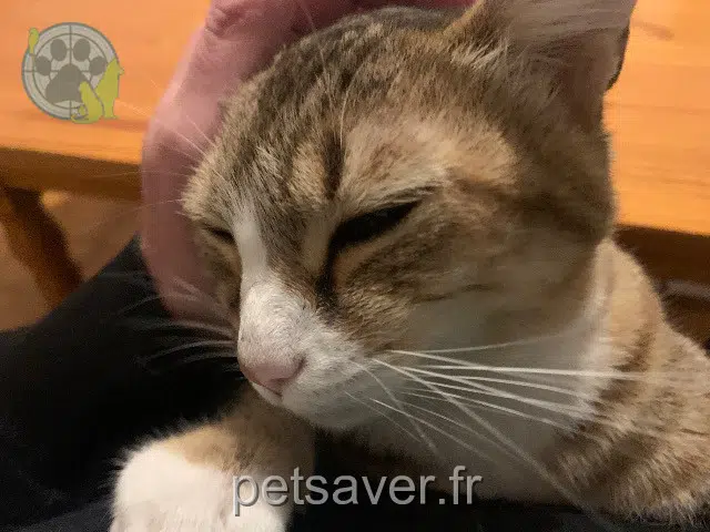 Katze lost   56230 Molac Minete
