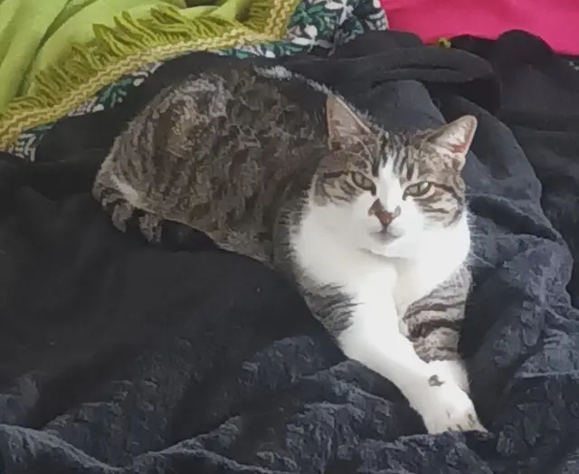 chatte lost   56350 Allaire Minette