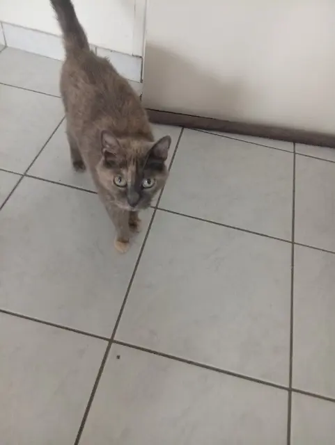 chatte lost   56500 Locminé Minette