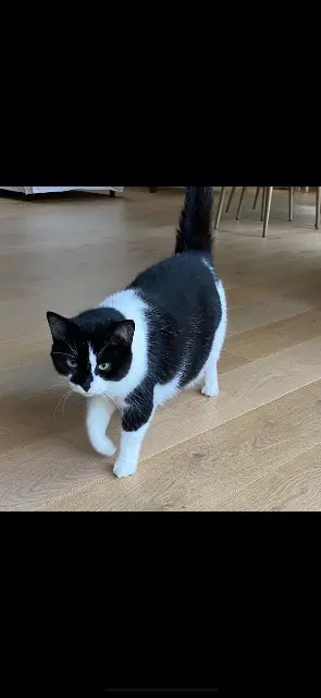 chatte lost   56130 La Roche-Bernard Minette