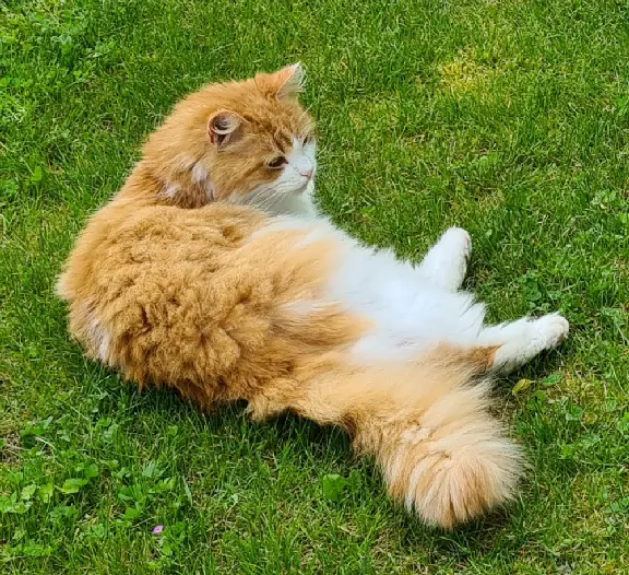 Chatte Perdue 56 Morbihan - Miou-miou Chatte Perdue 56 Morbihan - Miou-miou