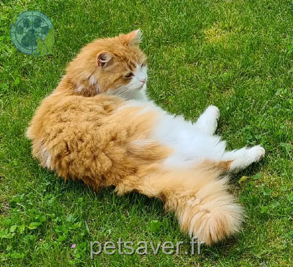 Chatte Perdue 56 Morbihan - Miou-miou Chatte Perdue 56 Morbihan - Miou-miou