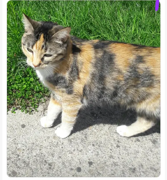 Chatte Perdue 56 Morbihan - Mischa Chatte Perdue 56 Morbihan - Mischa