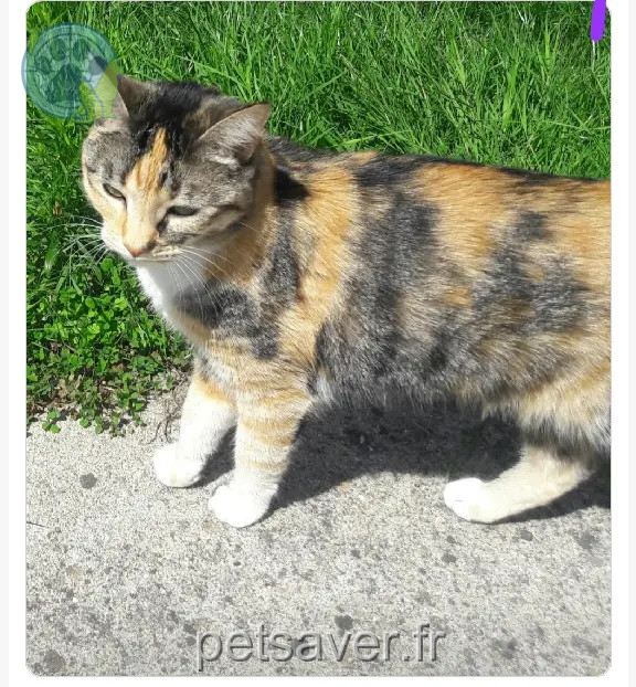 Chatte Perdue 56 Morbihan - Mischa Chatte Perdue 56 Morbihan - Mischa