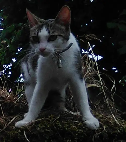 chatte lost   56220 Peillac Misty