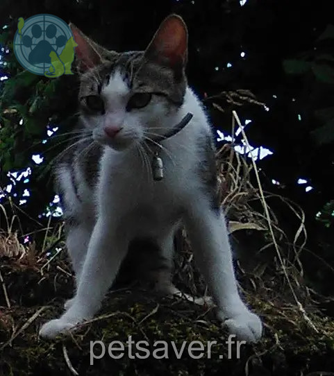 Katze vermisst 56220 Peillac Misty Katze lost 56220 Peillac Misty