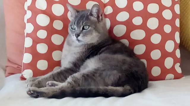 chatte lost   56370 Sarzeau Mitsy