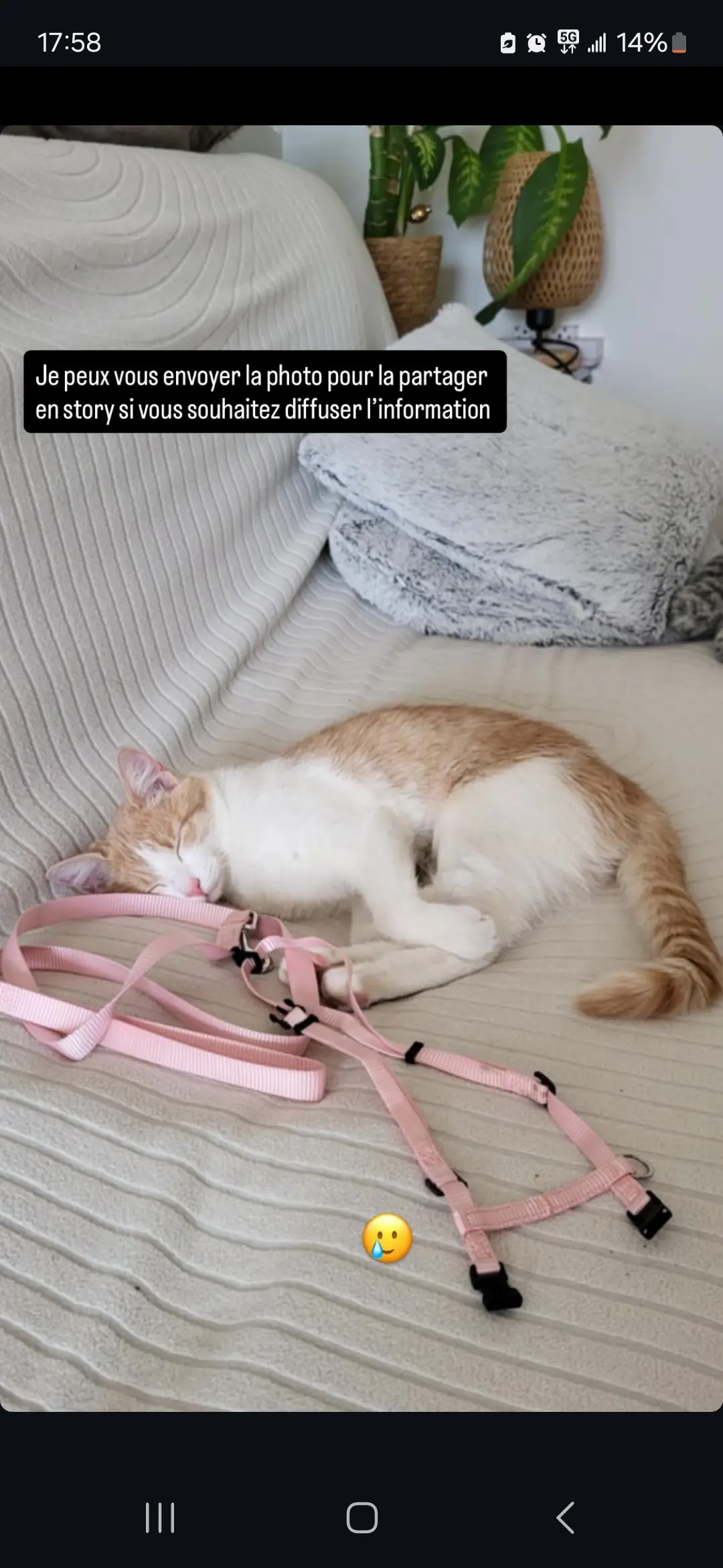 chatte lost   56860 Séné Moca