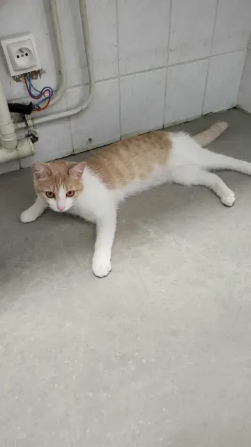 chatte lost   56860 Séné Moca