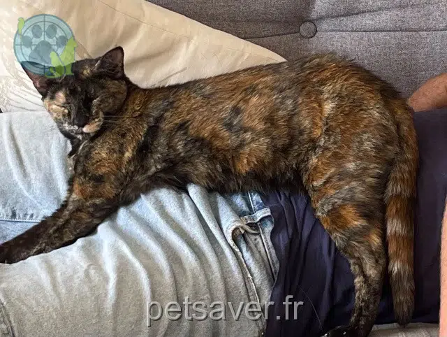 cat lost 56880 Ploeren Moka