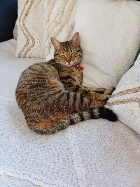 chatte lost   56500 Plumelin Molly