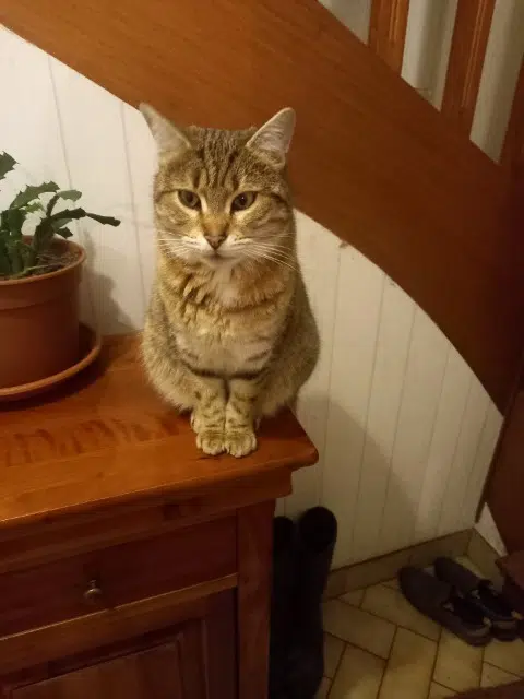 chatte lost   56420 Plumelec Mona