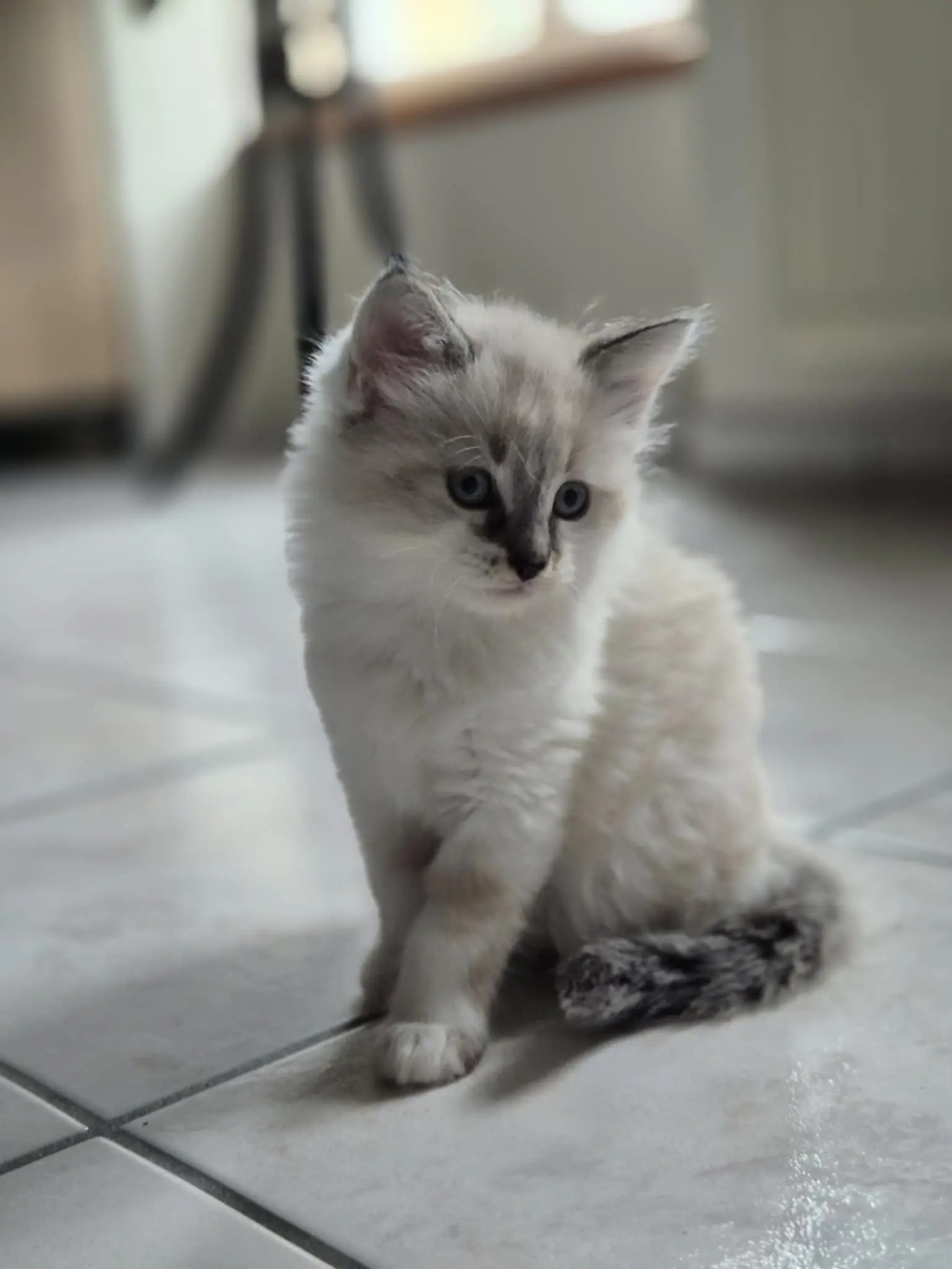 Chatte Perdue 56 Morbihan - Moon Chatte Perdue 56 Morbihan - Moon