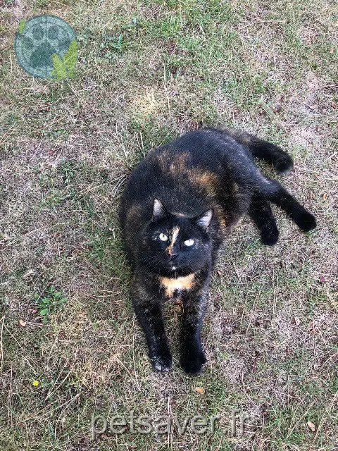 chatte lost   56370 Sarzeau Mouss