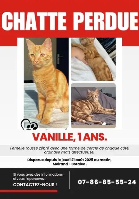 chatte lost   56310 Melrand Musial