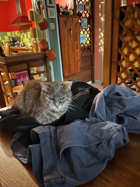 chatte lost   56860 Séné Myrtille