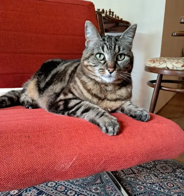 chatte lost   56420 Buléon Mélisse