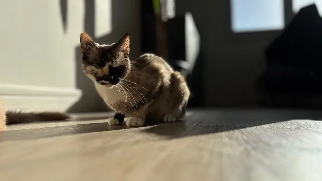 chatte lost   56600 Lanester Nala