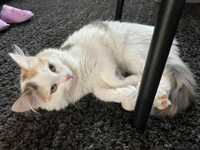 chatte lost   56690 Landaul Nala