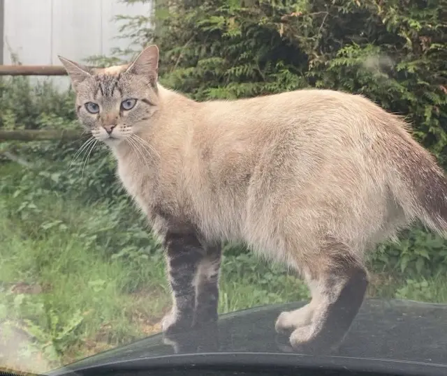 chatte lost   56540 Le Croisty Naya