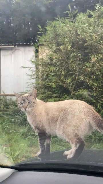 chatte lost   56540 Le Croisty Naya