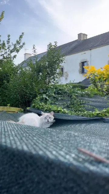 chatte lost   56450 Surzur Ninou