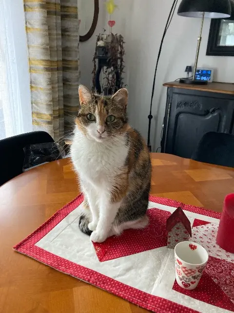 chatte lost   56530 Quéven Noisette