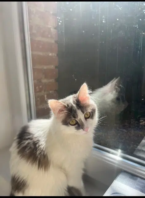 chatte lost   56430 Mauron Noor