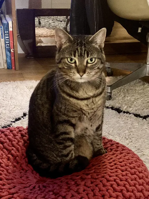 Chatte Perdue 56 Morbihan - Noti Chatte Perdue 56 Morbihan - Noti
