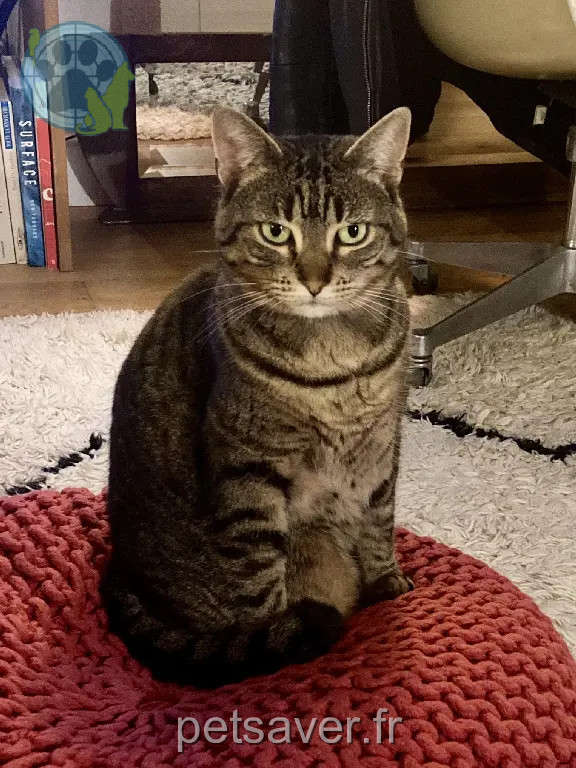 Chatte Perdue 56 Morbihan - Noti Chatte Perdue 56 Morbihan - Noti