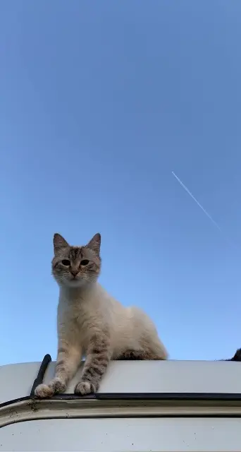 chatte lost   56800 Taupont Nuts