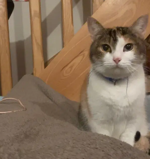 chatte lost   56200 Saint-Martin-sur-Oust Obé