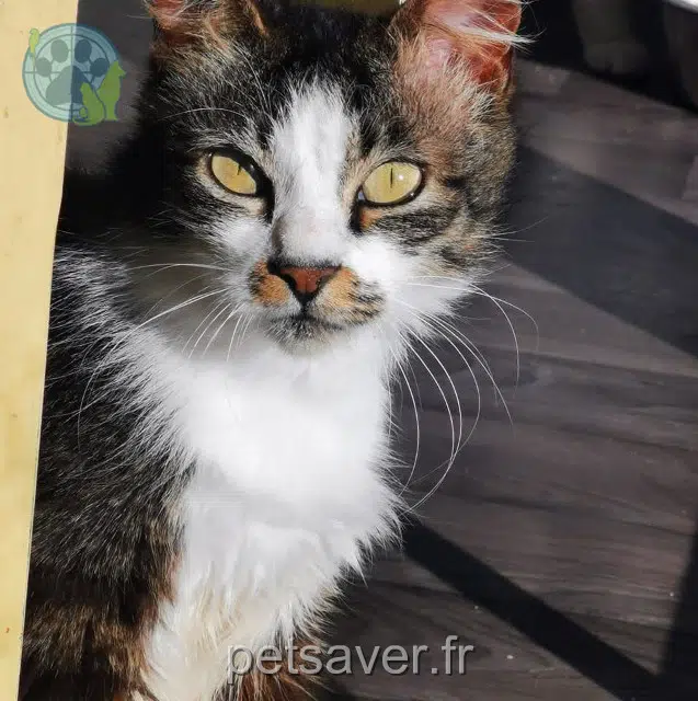Katze lost   56800 Ploërmel Olaf