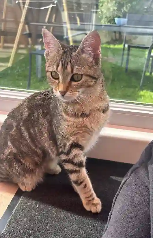 Chatte Perdue 56 Morbihan - Ora Chatte Perdue 56 Morbihan - Ora