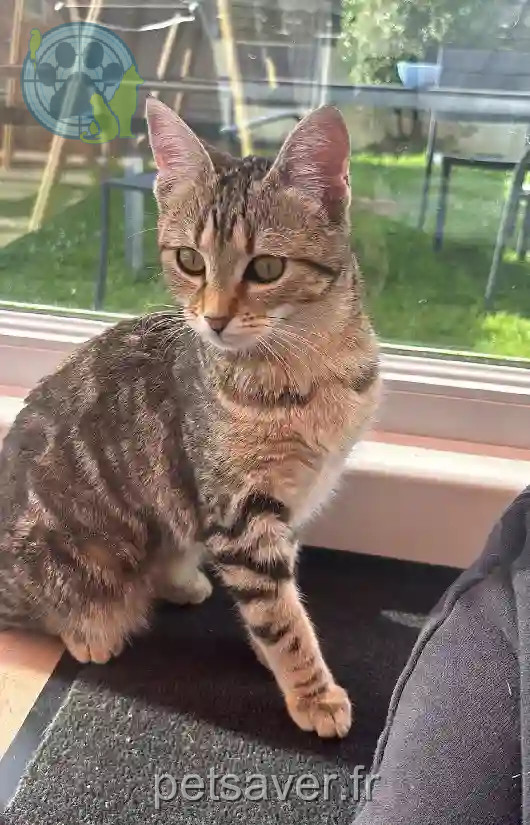 Chatte Perdue 56 Morbihan - Ora Chatte Perdue 56 Morbihan - Ora