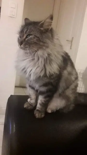 chatte lost   56400 Ploemel Ouija