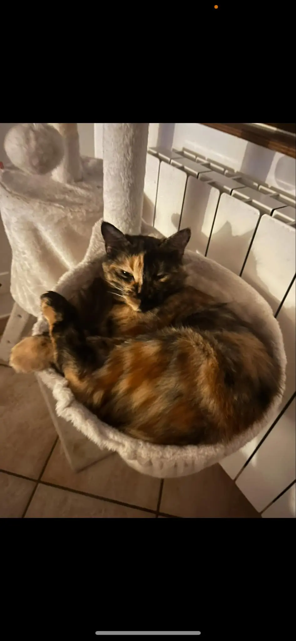 Chatte Perdue 56 Morbihan - Pelote Chatte Perdue 56 Morbihan - Pelote