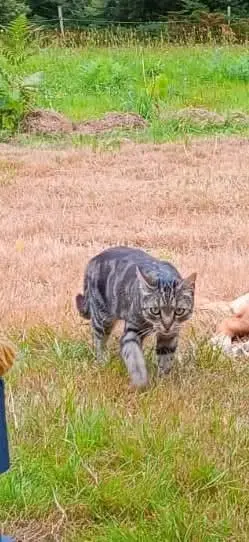 chatte lost   56380 Beignon Pimousse