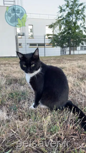 kat vermist 56000 Vannes Pinceau kat lost 56000 Vannes Pinceau